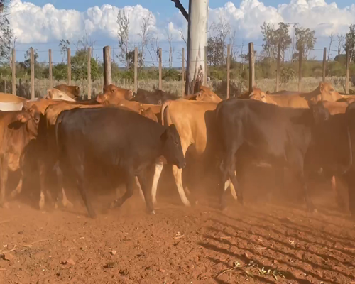 Lote 65 Novillos en Ituzaingó, Corrientes