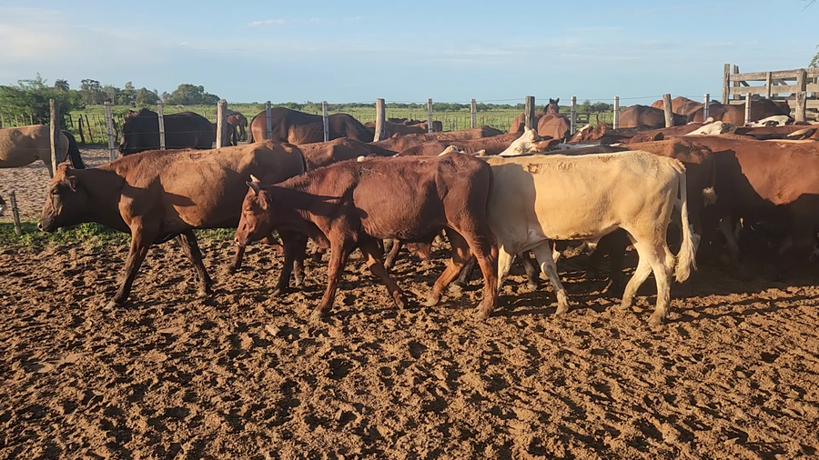 Lote 90 Novillitos en Esquina, Corrientes