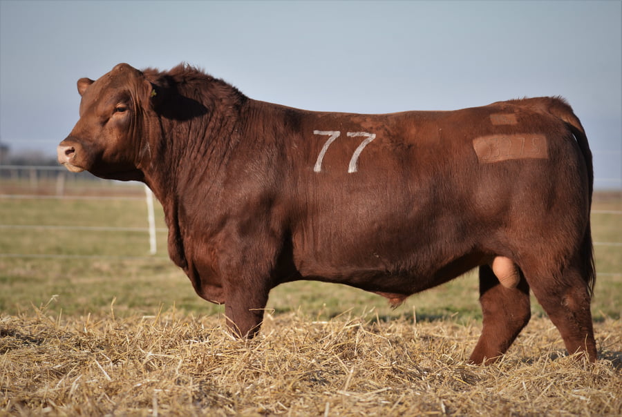 Lote Toro Angus PC