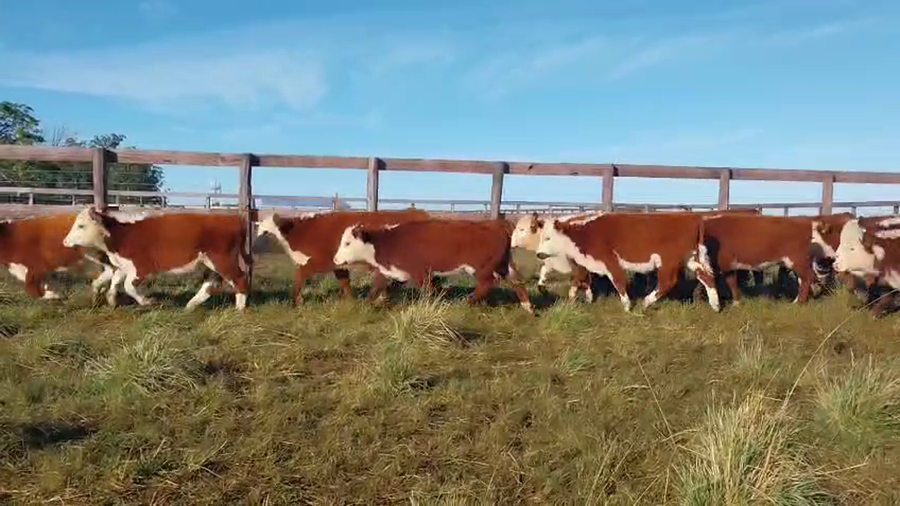 Lote 80 Terneras