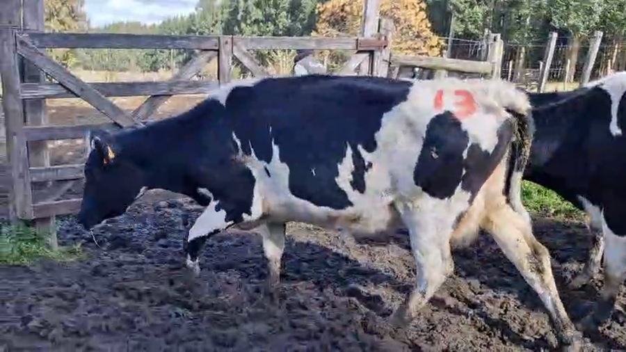 Lote 3 Vaca a remate en Pantalla Camy 450kg - , San José