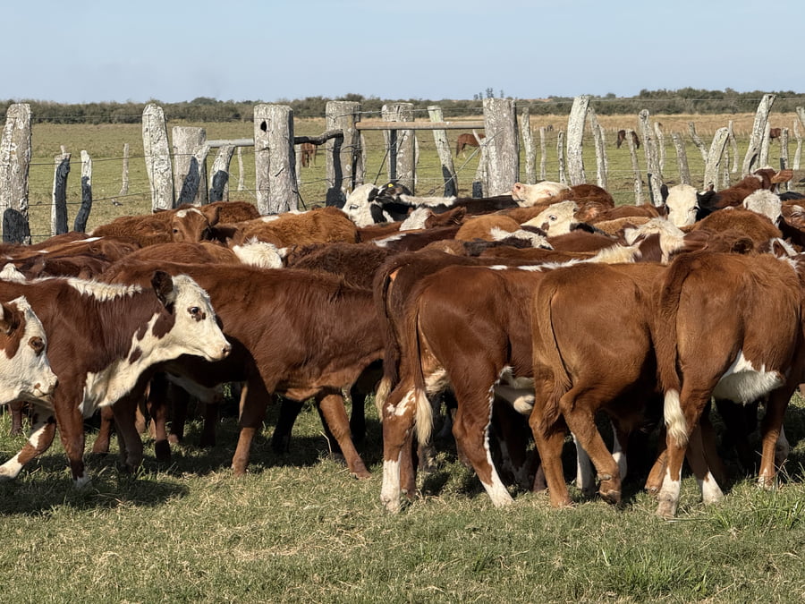 Lote 80 Terneros/as en Corrientes, Mercedes