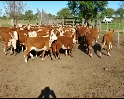 Lote 75 Terneros/as en Curuzú-Cuatiá, Corrientes