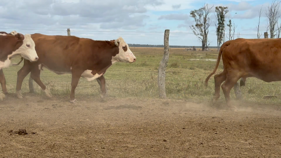 Lote 43 Vacas de invernar en Corrientes, Paso de Los Libres