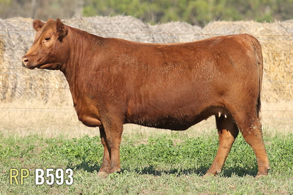 Lote 4 VAQUILLONAS PREÑADAS PURAS DE PEDIGREE
