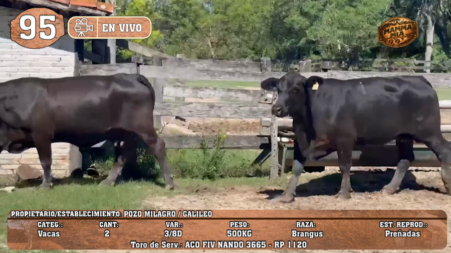 Lote LOTE 95 -EN VIVO