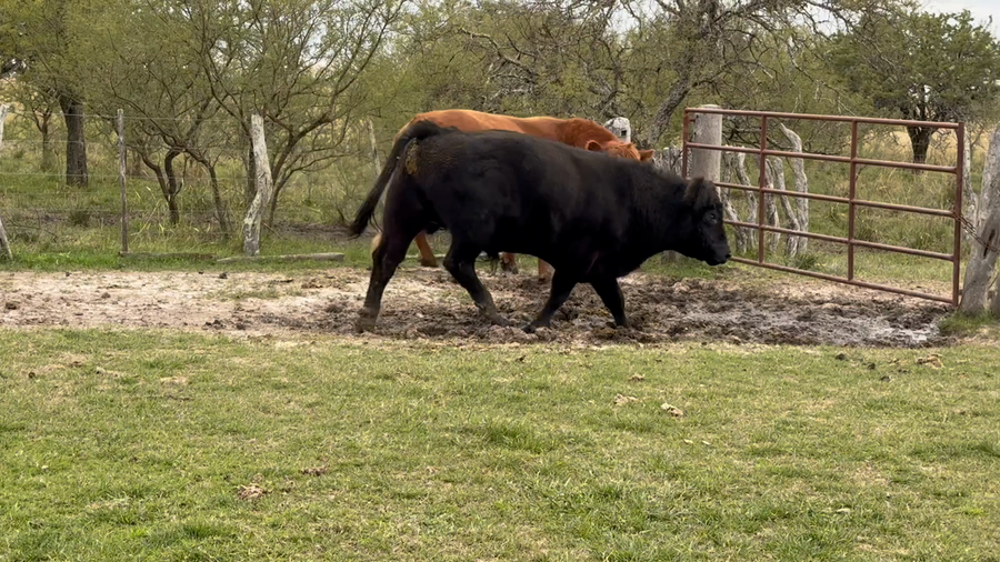 Lote 27 Vacas faena en Corrientes, Curuzú-Cuatiá