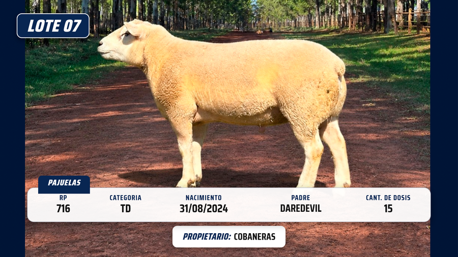 Lote LOTE 7