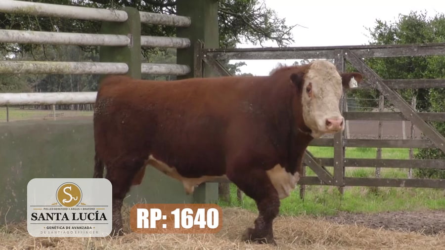 Lote Hereford