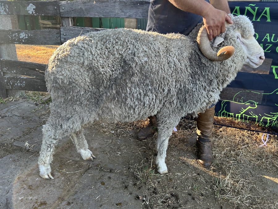 Lote Borrego 4/6D (MO: Si)
