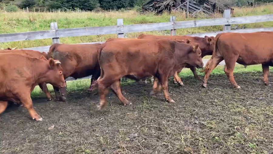 Lote 42 Novillo Engorda en Chile Chico, XI Región Aysén