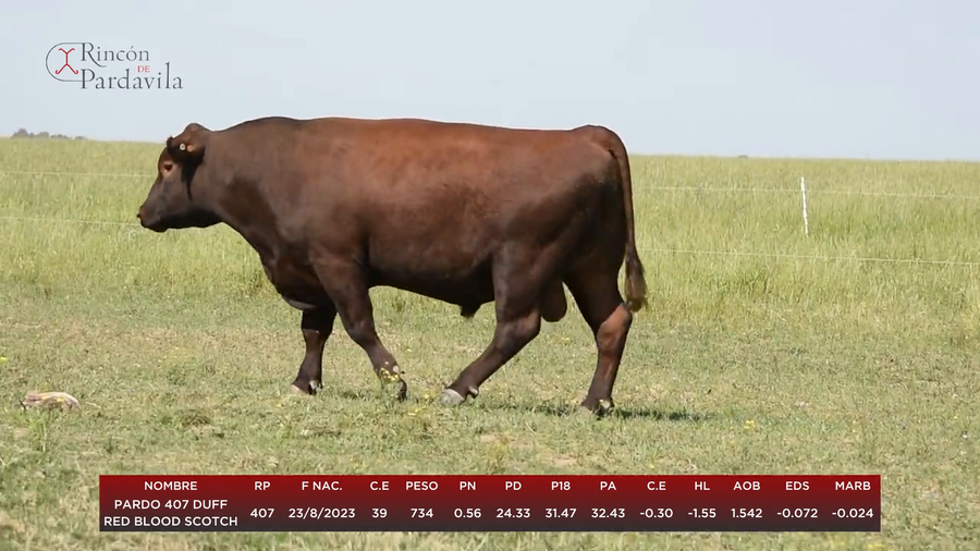 Lote PARDO 407 DUFF RED BLOOD SCOTCH