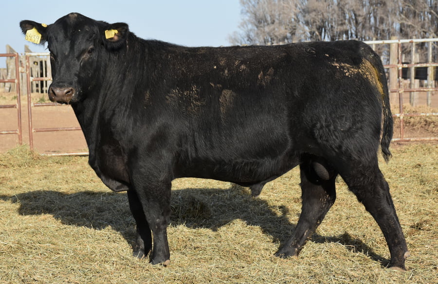 Lote TOROS (Corral 17)