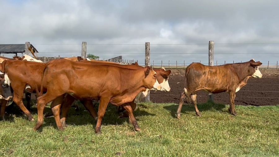 Lote 65 Vaquillonas en Corrientes, Mercedes