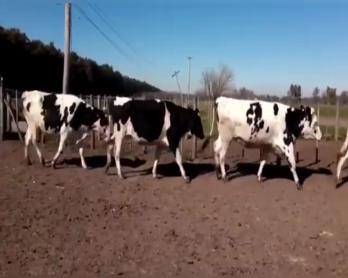 Lote VAQUILLONAS PREÑADAS