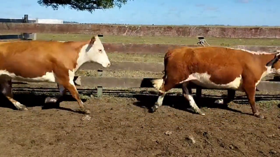 Lote Vacas Preñadas
