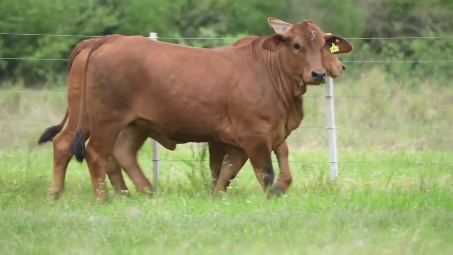 Lote Vaquillona con servicio