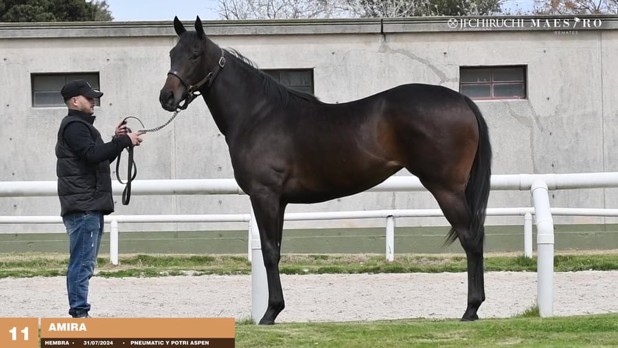 Lote AMIRA