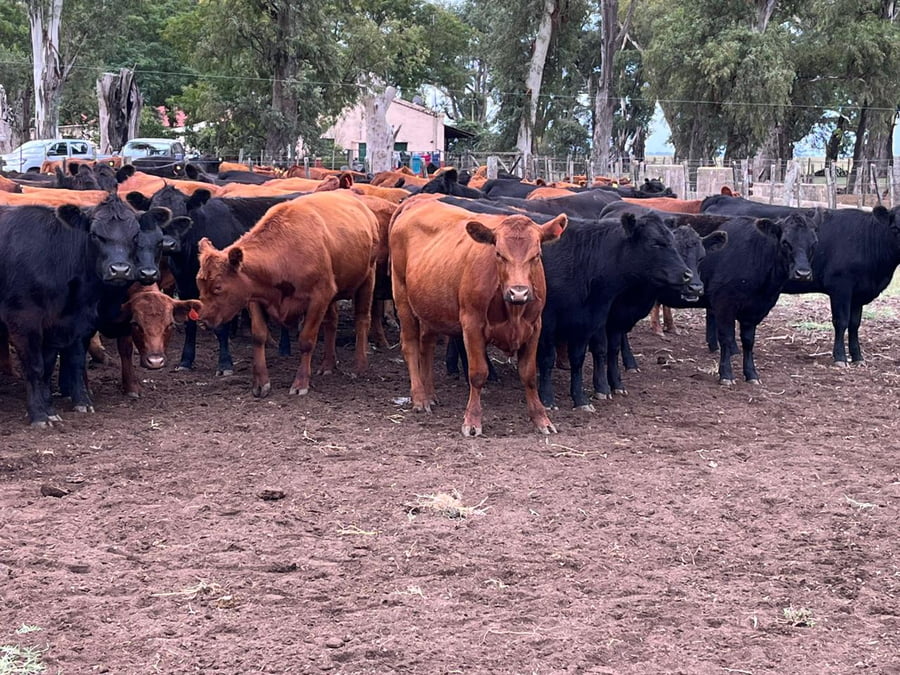 Lote 86 VAQ. PARA ENTORAR, NAVARRO, BS. AS.