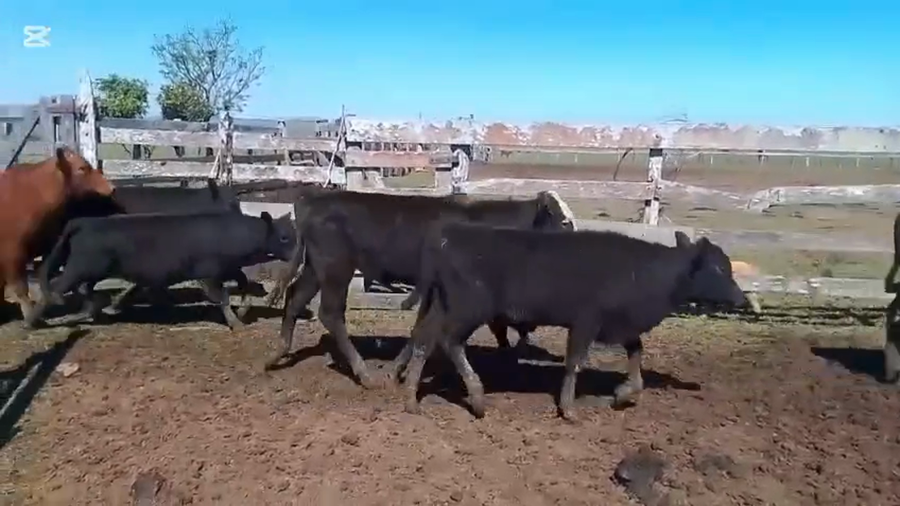Lote 80 Terneros/as en Corrientes, Virasoro