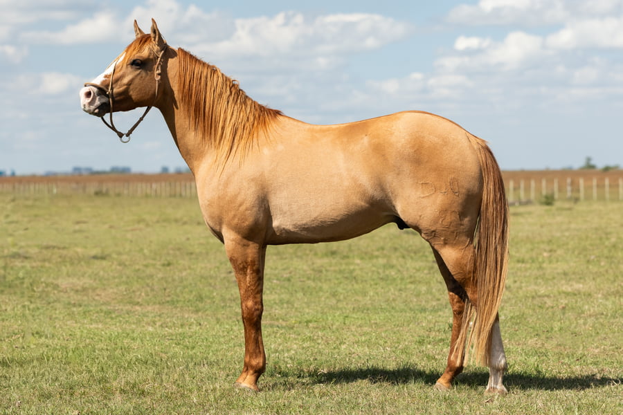 Lote AGUAY ESPARTILLERO