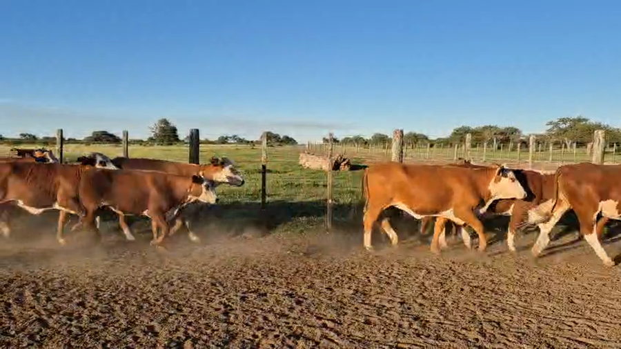 Lote 35 Vacas nuevas Preñadas