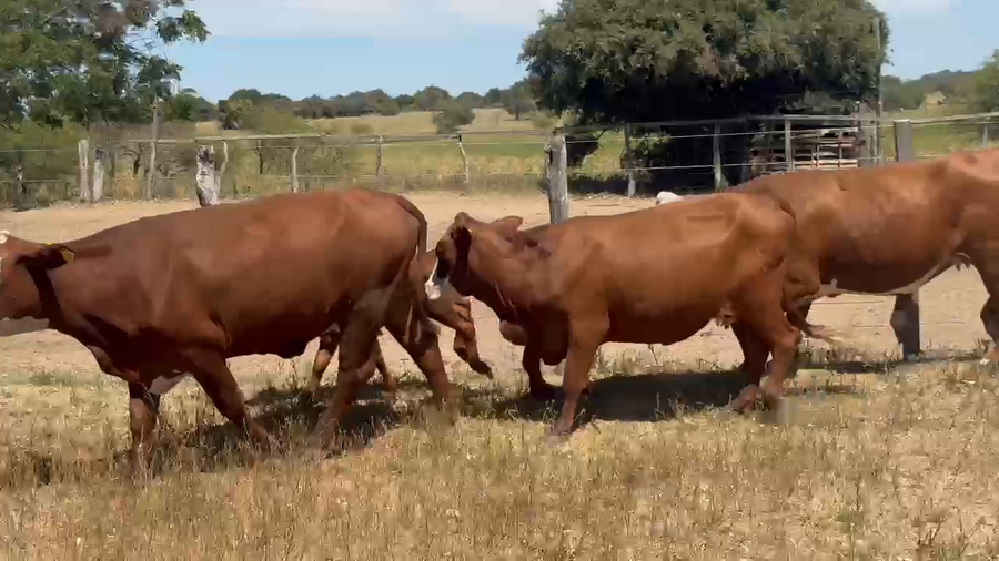 Lote 44 Vacas nuevas C/ cria en Corrientes, Paso de Los Libres