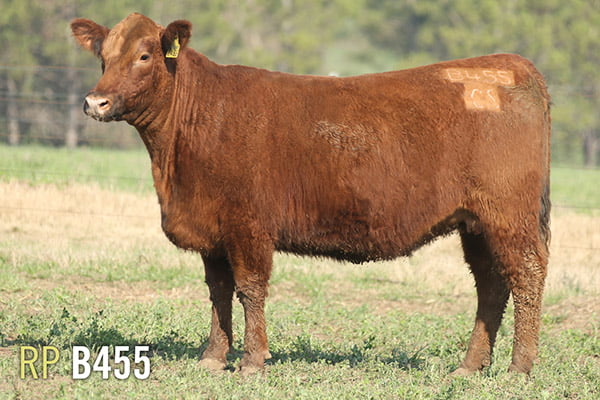 Lote 4 VAQUILLONAS PREÑADAS PURAS DE PEDIGREE