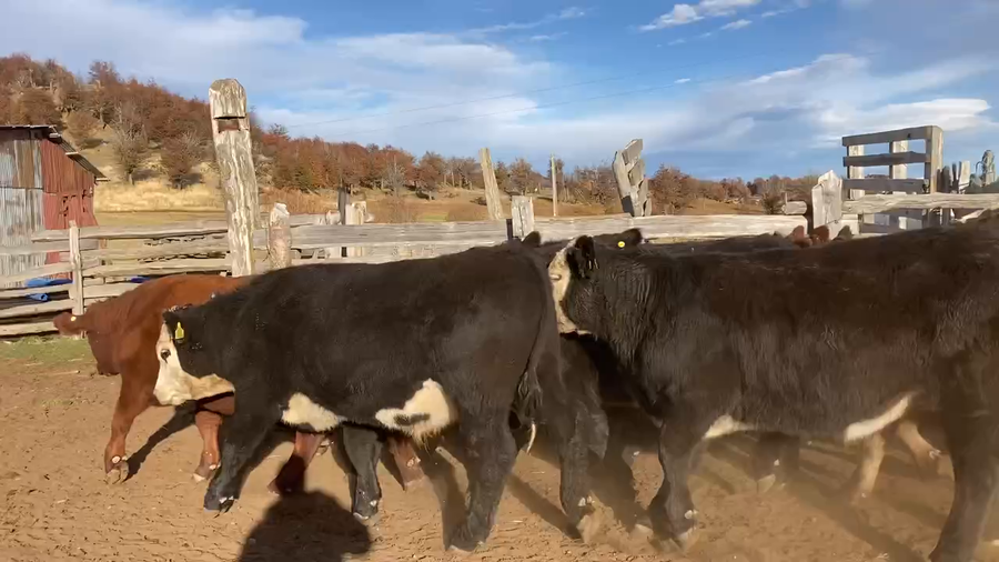 Lote 50 Novillo Engorda en Coyhaique, XI Región Aysén