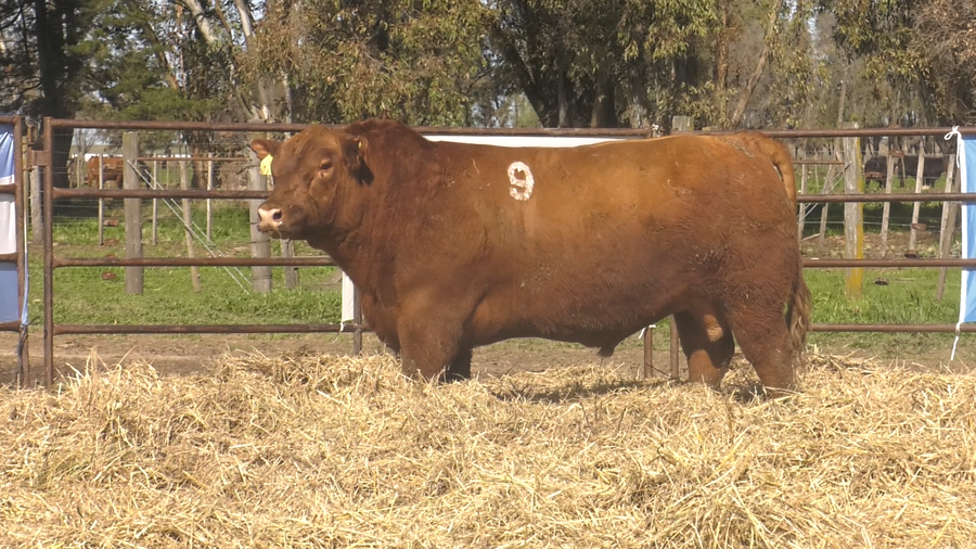 Lote TOROS ANGUS COLORADOS PC