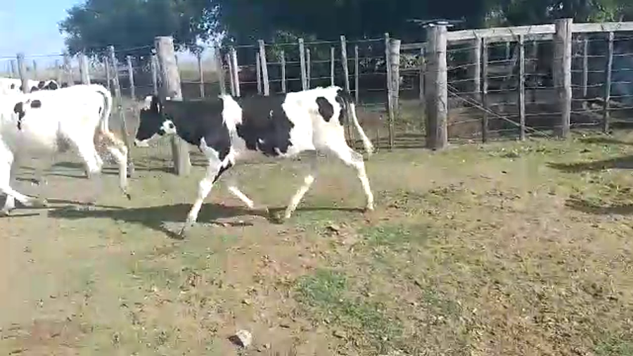 Lote 11 Terneras Holando a remate en Pantalla Camy en Chamizo