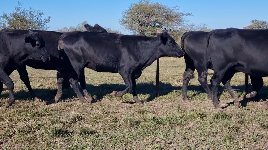Lote 34 Vaquillonas C/ gtia de preñez en Corrientes, Curuzu Cuatia