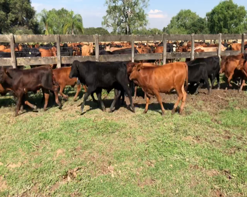 Lote 110 Terneros en Gral. Lucio V. Mansilla, Formosa