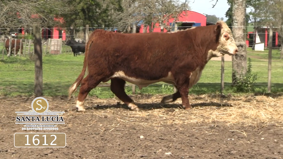 Lote Polled Hereford