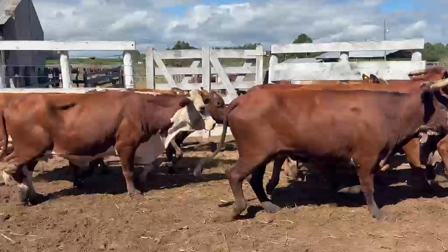 Lote 14 Vacas  en Corrientes, Bella Vista