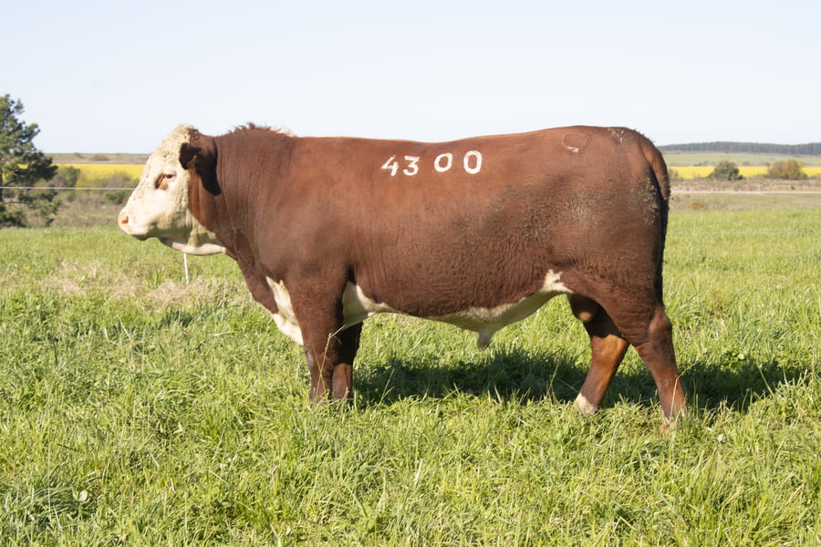 Lote 20