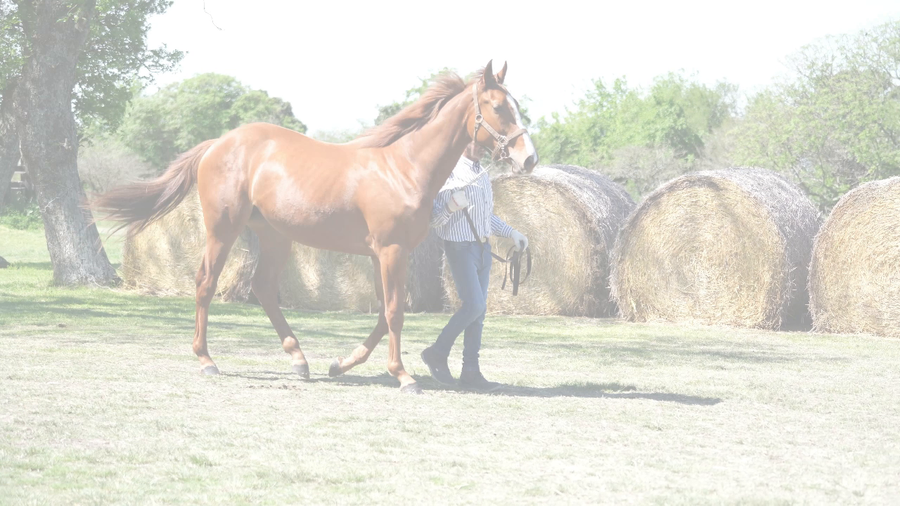 Lote ZENSALIFE (ZENSATIONAL -  PURA VIDA INC)