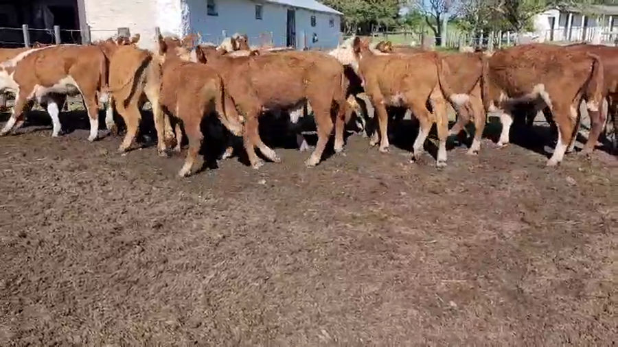 Lote 50 Terneros en Villaguay, Entre Ríos