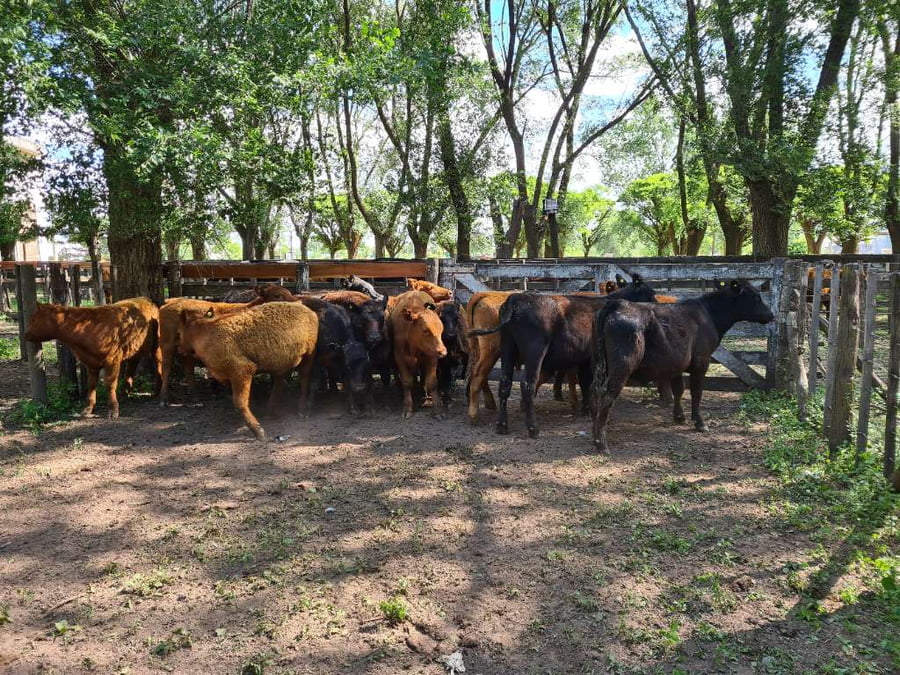Lote 14 Terneros en Gral. Lamadrid, Buenos Aires