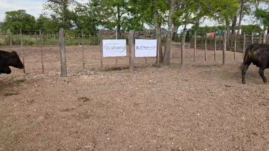 Lote 50 Novillo Exportacion UE HILTON