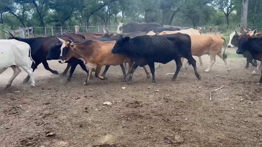 Lote 40 Vacas de invernar en Juan José Castelli, Chaco