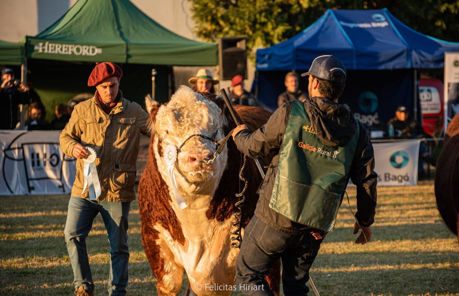 Lote Toro PP - Campeón Senior Palermo y Otoño 2022