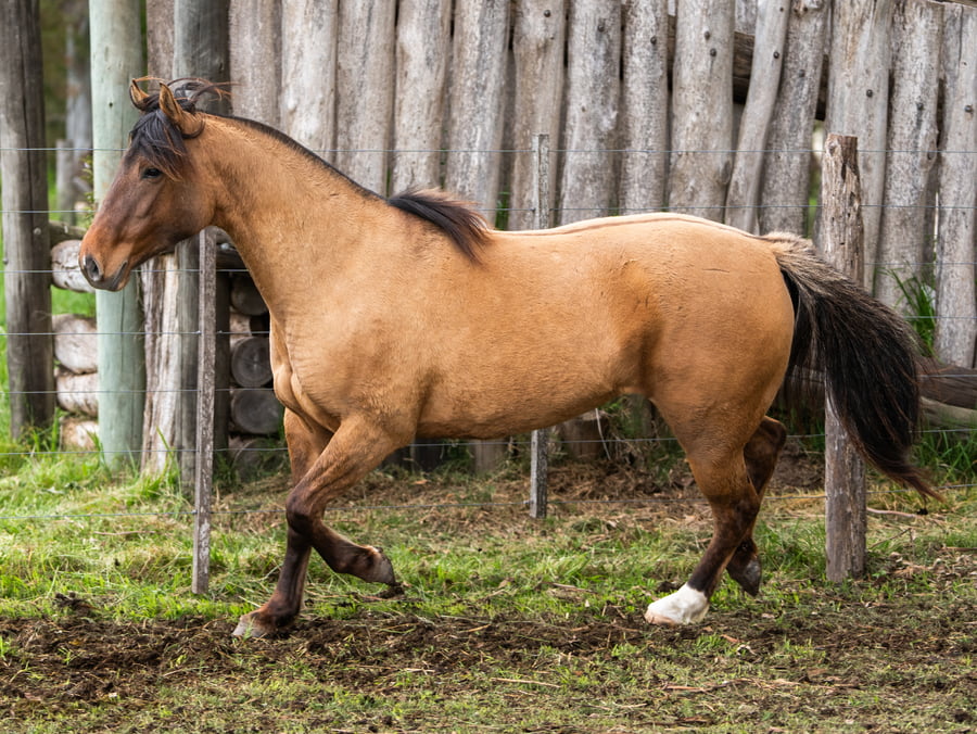 Lote Medianoche Enigma