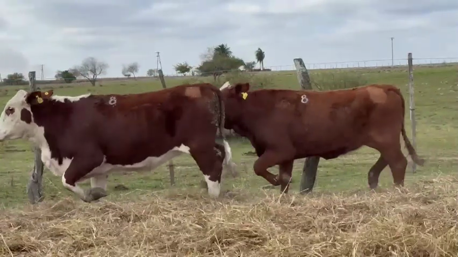 Lote 10 vaquillas Braford BO  para madres de "Olazul S.A."