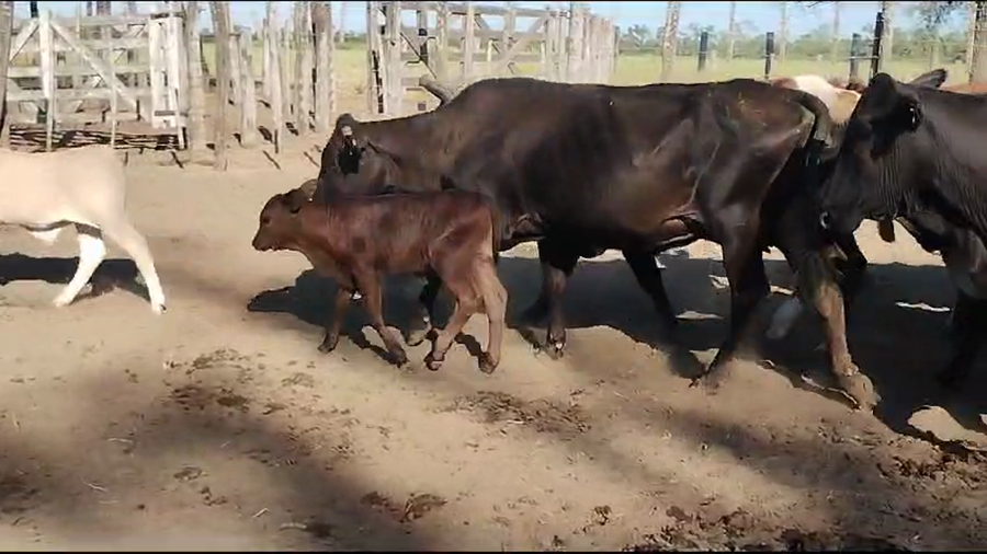 Lote 23 Vacas medio uso C/ cria en Añatuya, Santiago del Estero