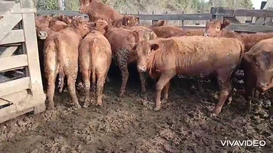 Lote 80 Terneras