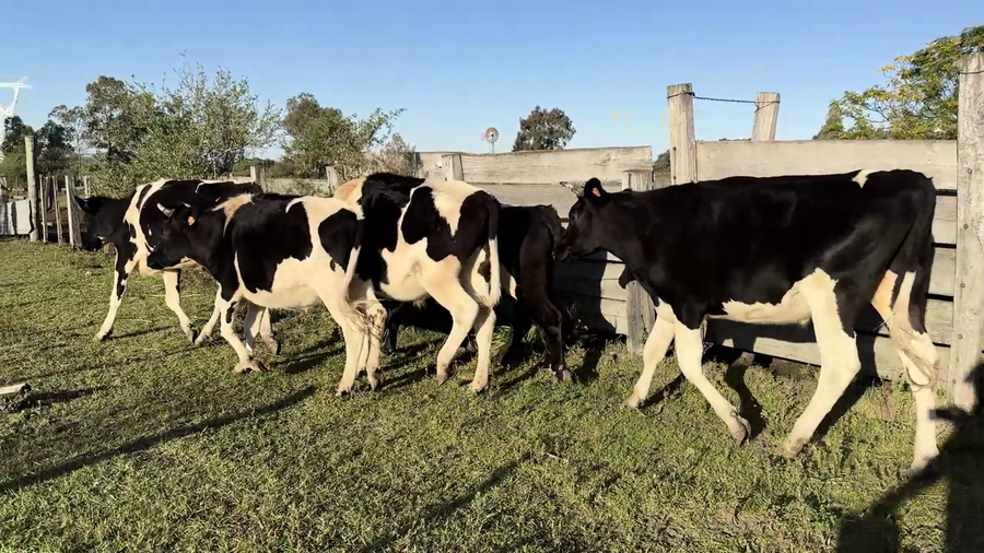 Lote NOVILLOS HOLANDO