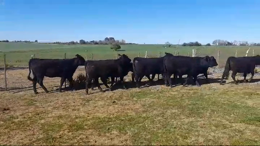 Lote (Vendido)7 Terneras ANGUS a remate en #47 Pantalla Carmelo 330kg -  en PLAYA LA AGRACIADA