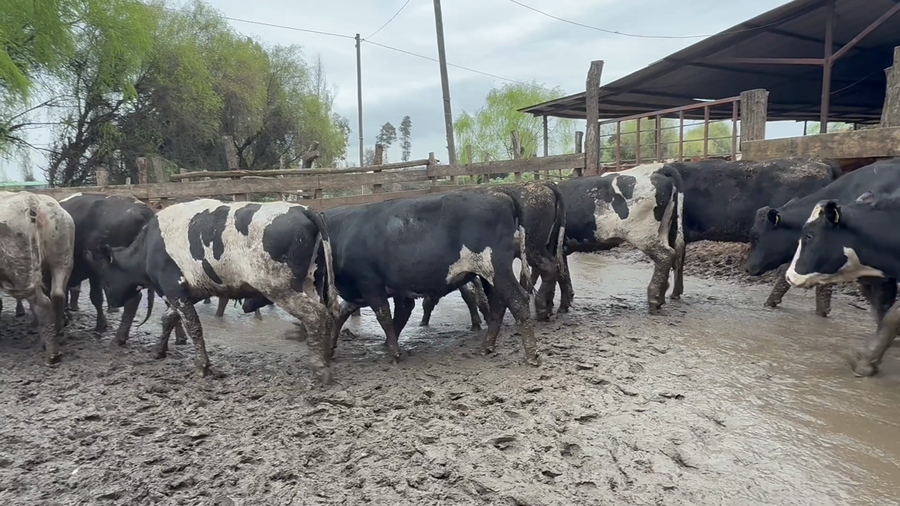 Lote 50 Vaquilla Gorda en Yerbas Buenas, VII  Región Maule