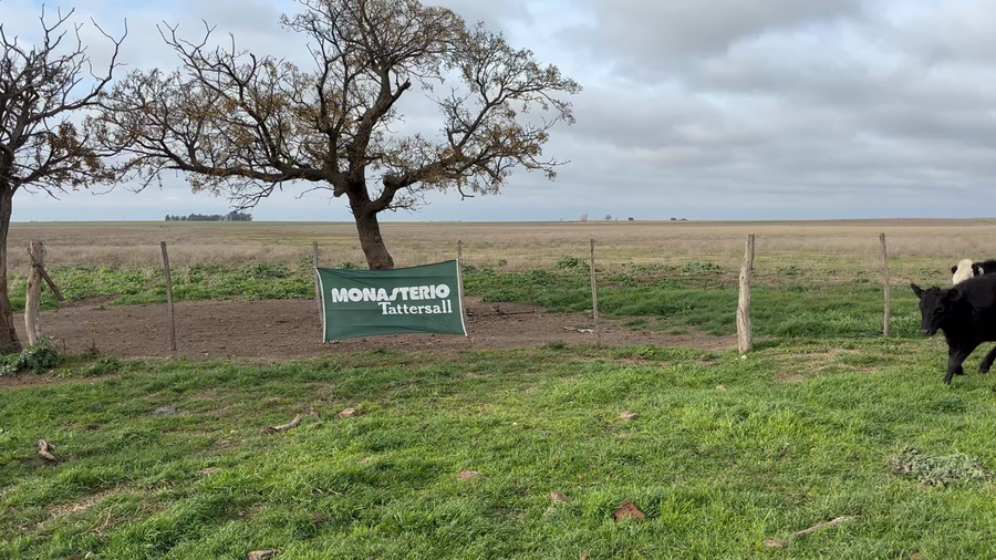 Lote 40 Terneros/as en Sta. Teresa - La Pampa